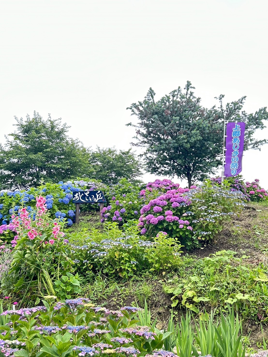 上郷あじさい祭り(^_^)